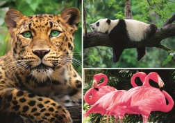 Puzzle zvieratá – koláž 1000 dielikov EKO