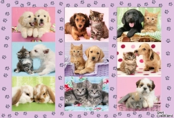 Schmidt puzzle Moji zvierací priatelia 100 dielikov