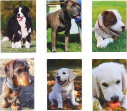 Malý notýsek Pes 40 listov