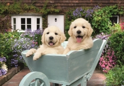 Ravensburger puzzle Zlatí retrívri 200 dielikov