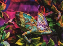 Ravensburger puzzle Chameleon 500 dielikov