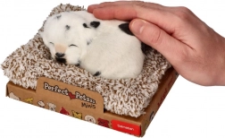 Štekajúci dalmatín na peliešku