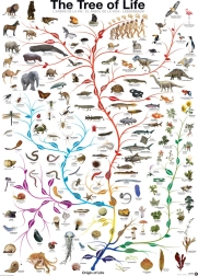 Puzzle EUROGRAPHICS Strom života 1000 dielikov