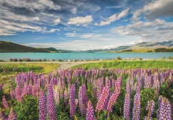 Clementoni puzzle Lupiny pri jazere Tekapo 1500 dielikov