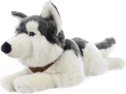 Plyšový husky ležiaci s popruhmi 60 cm