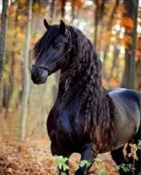 Diamantová mozaika – čierny kôň