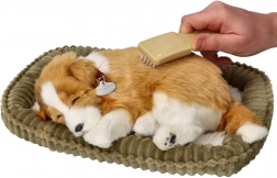 dýchajúce šteniatko border kólie na adopciu