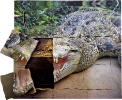 Drevené vrstvené puzzle Krokodíl - životný cyklus