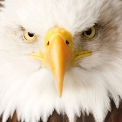 Štvorcové puzzle CURIOSI Q Animal Orol, 66 dielikov