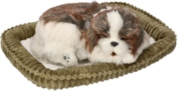 Adoptuj ma dýchajúce šteniatko Shih Tzu