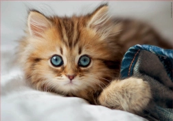 Puzzle Mačiatko EDUCA 200 dielikov