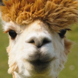 Štvorcové puzzle CURIOSI Q Animal Alpaka 66 dielikov