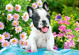 Puzzle 500 dielikov French Bulldog Puppy