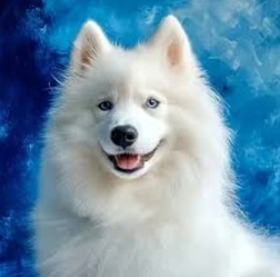 Diamantové maľovanie samojed 30 × 40 cm