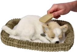 Chrápajúce šteniatko čivava