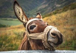 Puzzle osol v horách 500 dielikov DINO