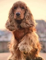 Diamantové maľovanie – kokeršpanielov pozdrav 30 × 40 cm