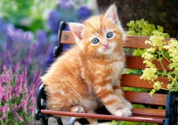 Puzzle 500 dielikov – Ginger Kitten