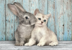 puzzle 500 dielikov compact mačka a králik