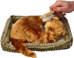 Adopčná sada mačiatko turecká angora