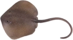 Figúrka raja Trnucha východná