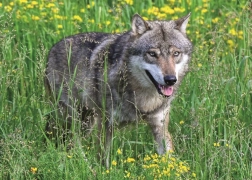 Ravensburger puzzle nebojácny vlk 1000 dielikov