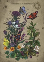 Puzzle Životný cyklus Motýľa 1000 dielikov