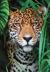 Puzzle 500 dielikov jaguár v džungli CLEMENTONI