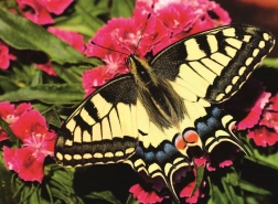 Ravensburger puzzle Krásny motýlik 500 dielikov