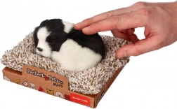 Spiaca border kólia na pelechu