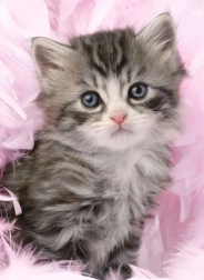 Puzzle Roztomilé Mačiatko 500 dielikov