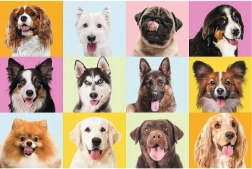 Puzzle 60 dielikov – roztomilé šteniatka TREFL