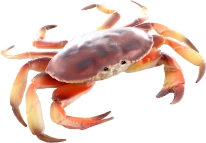 Plastový model kraba 17 cm
