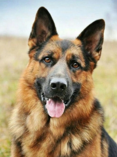 Diamantová maľba Nemecký ovčiak 30x40 cm