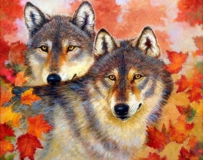 Norimpex maľovanie podľa čísel Vlk a vlčica 40 × 50 cm