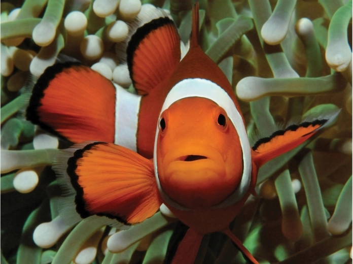 Očarujúci motív z podmorského sveta