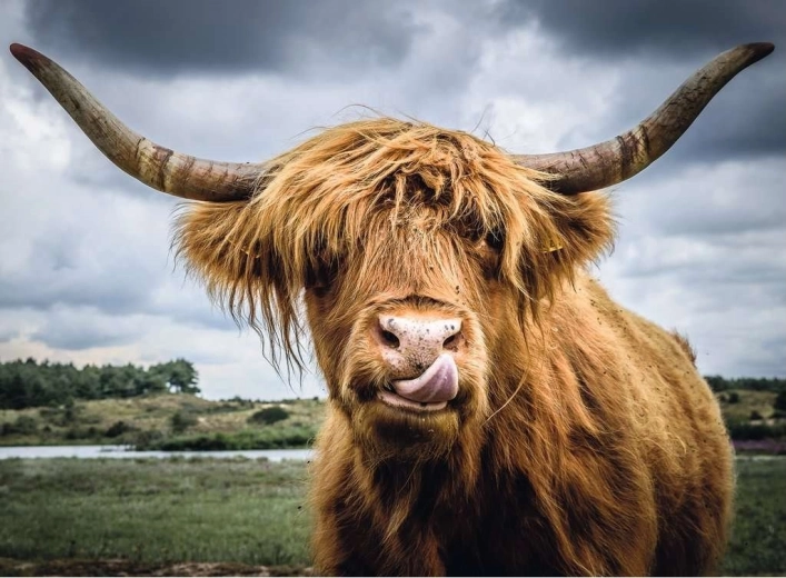 ravensburger puzzle moments highland cattle 300 dielikov