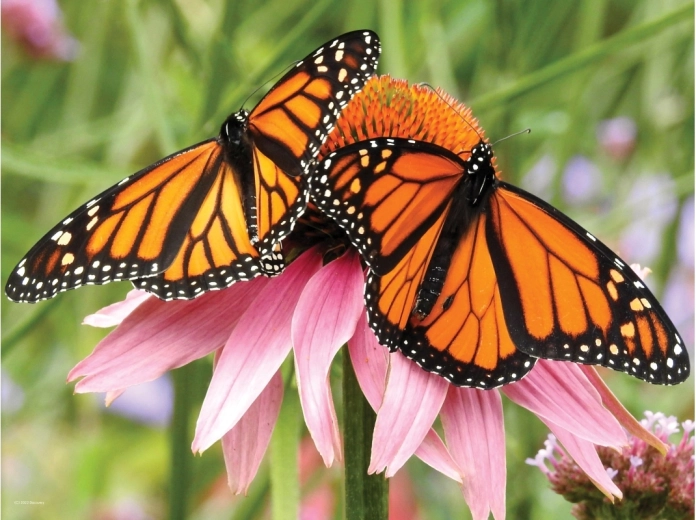 Realistický 3D efekt motýľov