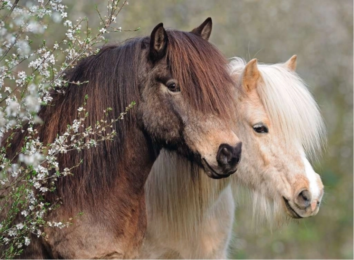 Ravensburger puzzle Perfect Ponies 150 dielikov