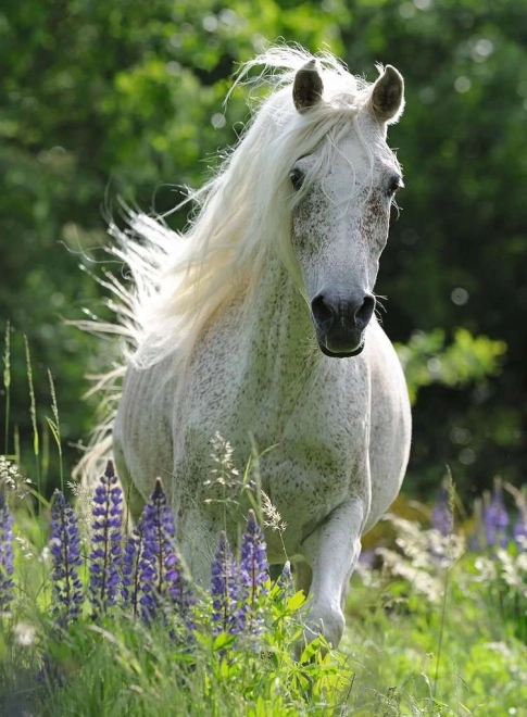 Puzzle Biely žrebec XXL 100 dielikov