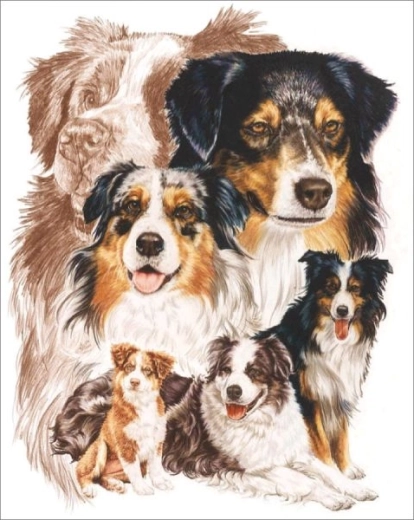 Diamantové maľovanie – pes austrálsky ovčiak 30 × 40 cm - 1 kus