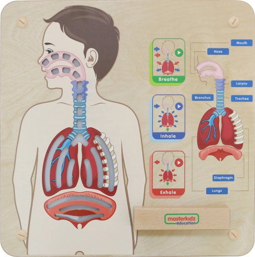 Drevená vzdelávacia tabuľa Dýchanie od Masterkidz