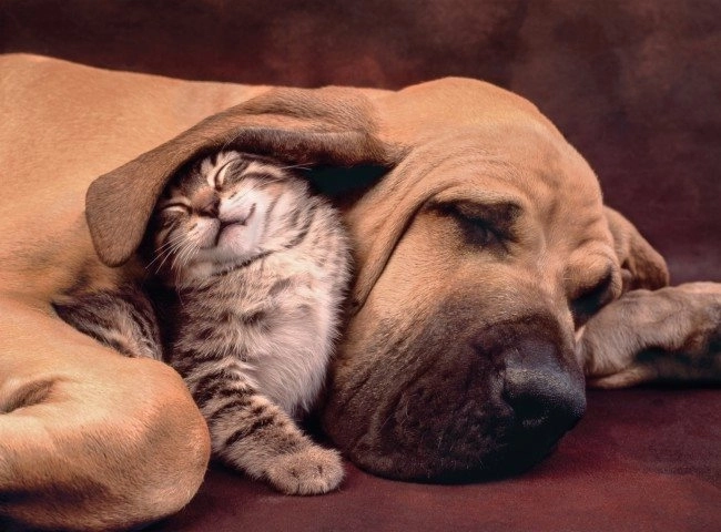 Puzzle Clementoni 500 dielikov Cuddles