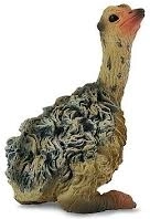 Posediajúce Pštrosíča Collecta