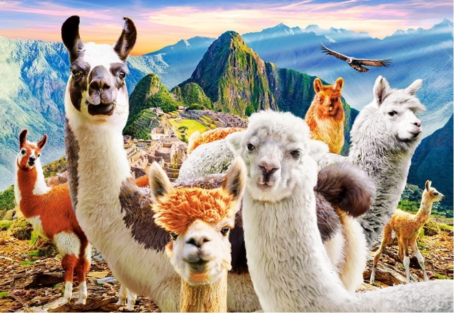 Puzzle 1000 dielikov Llamas Selfie