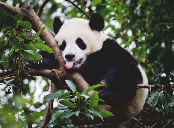 Puzzle panda od Ravensburger 500 dielikov