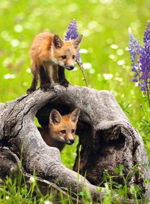 RAVENSBURGER puzzle zvedavé líšky XXL 300 dielikov