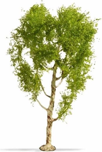 Noch Master Tree breza plstnatá 21 cm