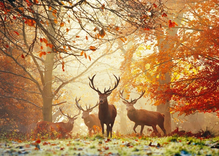 Puzzle HEYE Magické lesy: Jeleni 1000 dielov