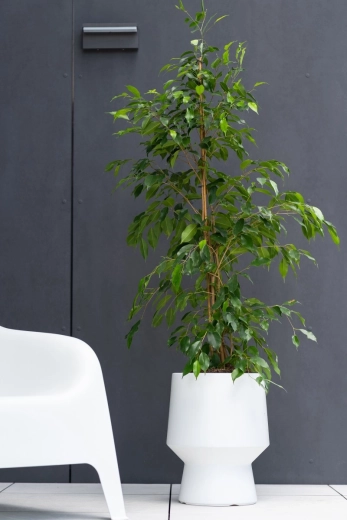 Šikovná vnútorná vložka pre zdravšie korene